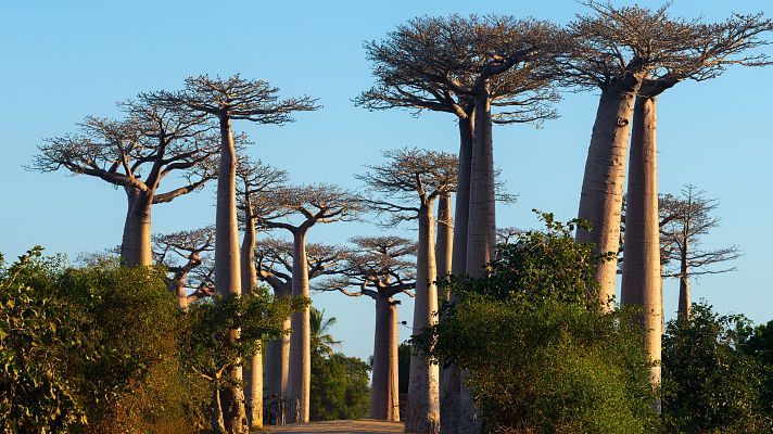 'Reniala', una muestra de fotos de baobabs de Saleta Rosón - África hoy | Escuchar