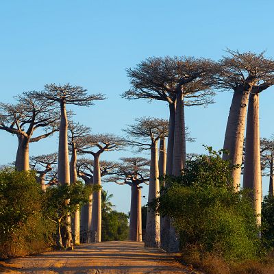 'Reniala', una muestra de fotos de baobabs de Saleta Rosón - África hoy | Escuchar