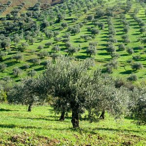 En un mundo feliz en R5 - En un mundo feliz en Radio 5 - Informe "El campo franquiciado" de Greenpeace - 27/06/26 - Escuchar ahora