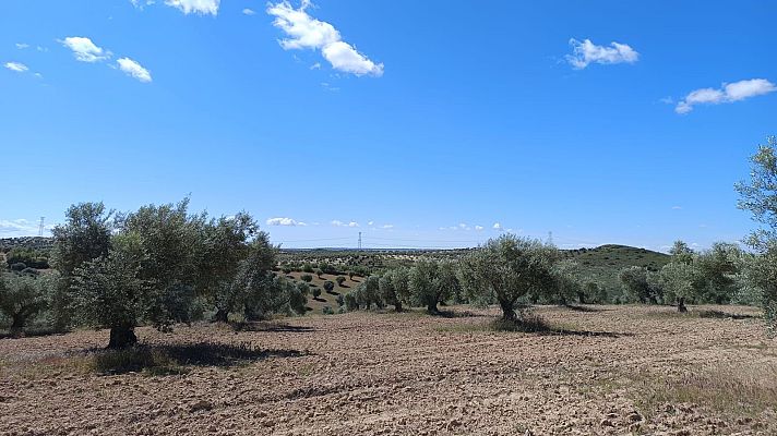 Almazara familiar en Titulcia que elabora AOVES ecológicos - En clave Turismo | Escuchar