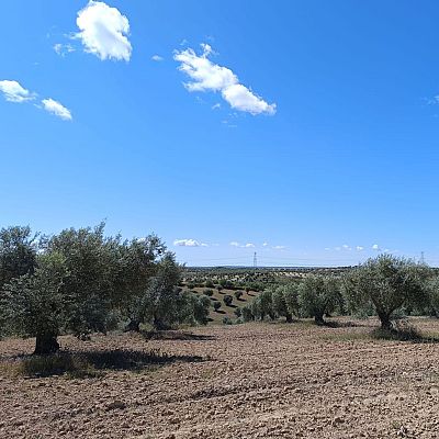 Almazara familiar en Titulcia que elabora AOVES ecológicos - En clave Turismo | Escuchar