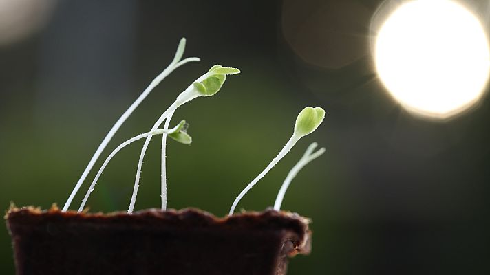 La llave molecular de las plantas para acumular nutrientes - A golpe de bit | Escuchar