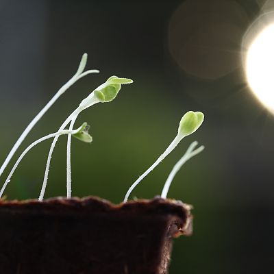 La llave molecular de las plantas para acumular nutrientes - A golpe de bit | Escuchar