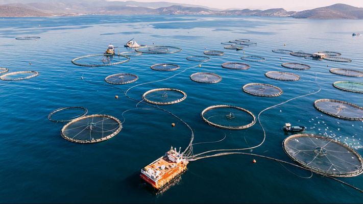 Inteligencia Artificial al cuidado de la acuicultura  - Españoles en la mar | Escuchar