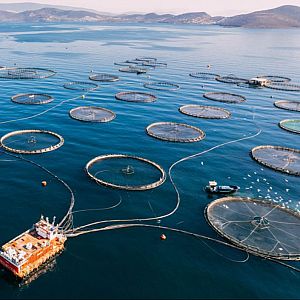 Españoles en la mar - Inteligencia Artificial al cuidado de la acuicultura  - Españoles en la mar | Escuchar