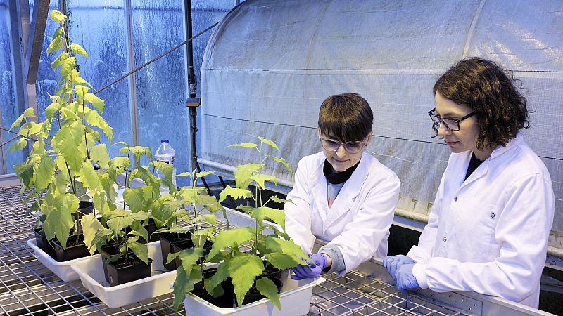 A hombros de gigantes - Guerra química en la naturaleza: el complejo y eficaz sistema defensivo de las plantas - 12/07/2026