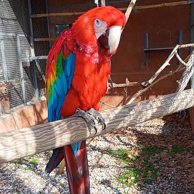 El lucrativo negocio del tráfico ilegal de animales - La Iberia verde | Escuchar