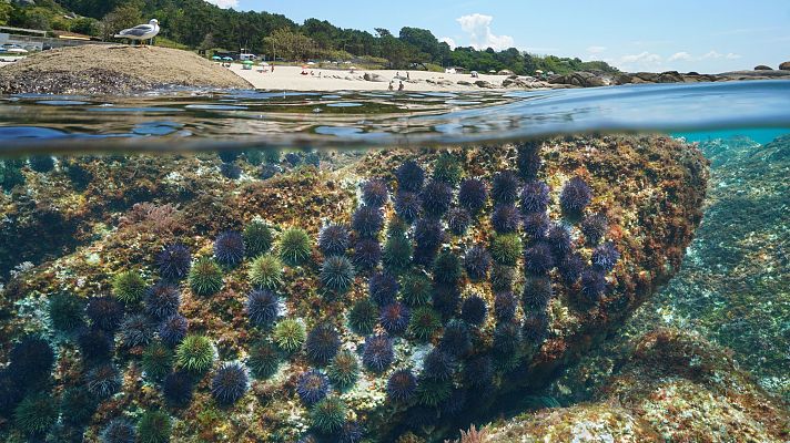 Tecnología al servicio de la economía circular marina - Españoles en la mar | Escuchar