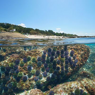 Tecnología al servicio de la economía circular marina - Españoles en la mar | Escuchar