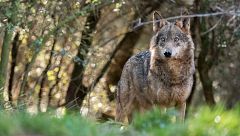 Un experto en lobos, tras el incendio: "Las manadas de Castilla la Mancha van a desaparecer"