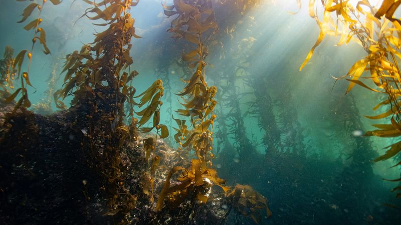 Galicia lucha por recuperar sus bosques de kelp – RTVE.es