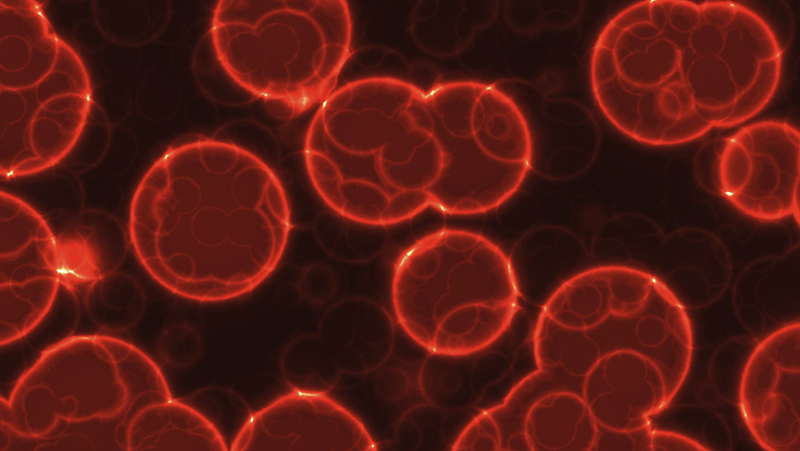 El canto del grillo - Avance médico contra el cáncer - Escuchar ahora