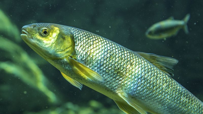 Esto me suena. Las tardes del Ciudadano García - Se detecta por primera vez insecticidas de uso doméstico en los peces de río - Escuchar ahora