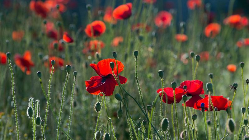 Radio 5 Actualidad - Comienza la primavera - Escuchar ahora