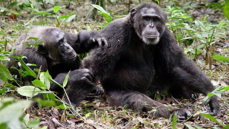 Crónicas de un nómada - Chimpancés (1) - Escuchar ahora