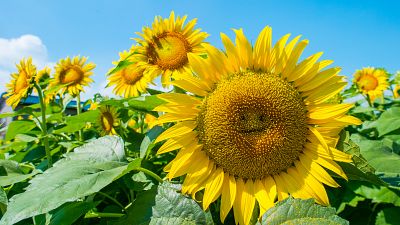 Los múltiples beneficios del girasol, una planta milenaria - RTVE.es