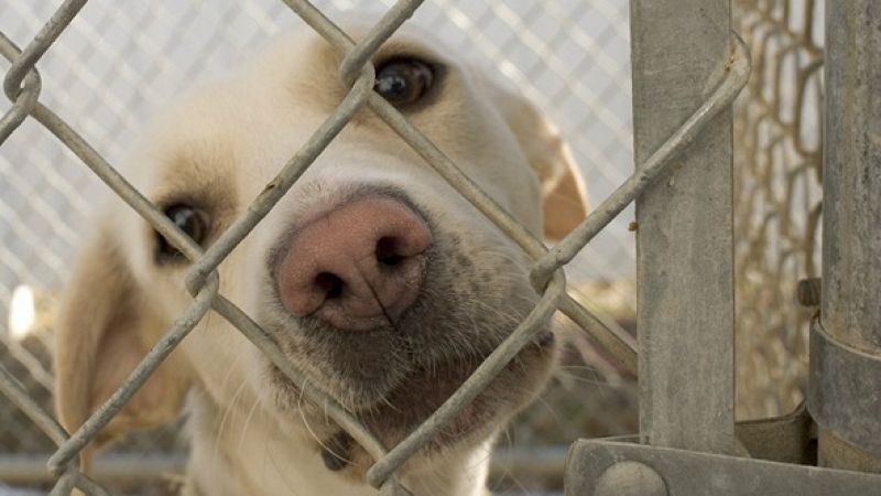 Fauna cercana - Voluntariado en una protectora de animales - Escuchar ahora