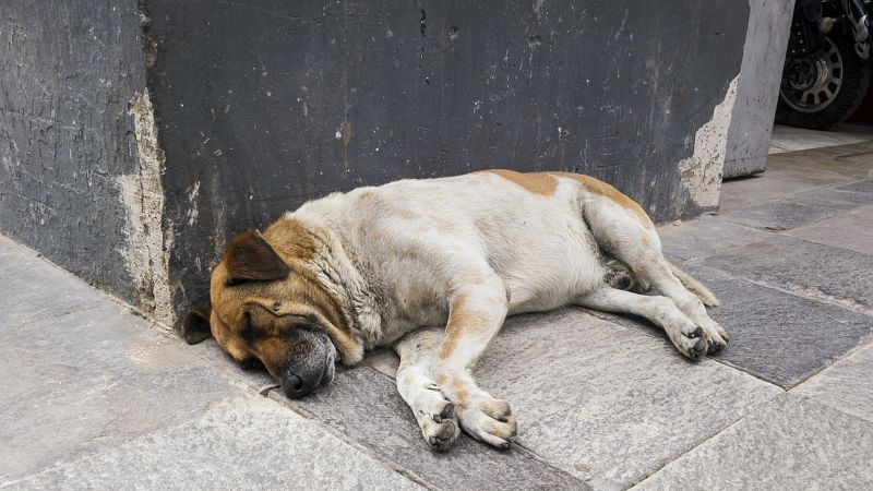Fauna cercana - Día Internacional del perro callejero - Escuchar ahora