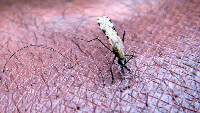 Entre paréntesis - Luz verde para la primera vacuna candidata contra la malaria - 24/07/15 - Escuchar ahora