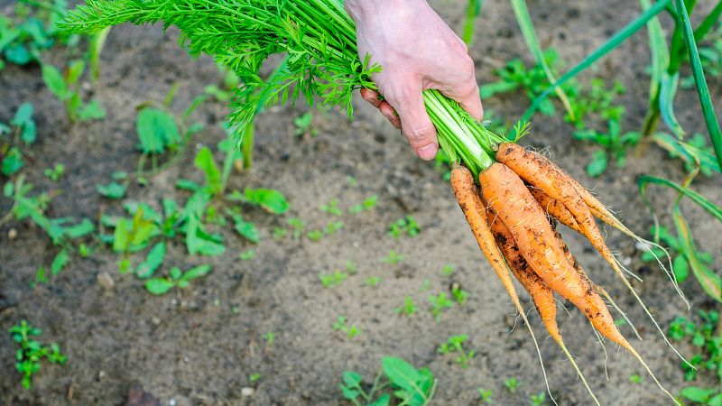 Hasta las tantas - Pros y contras de los alimentos ecológicos - Escuchar ahora