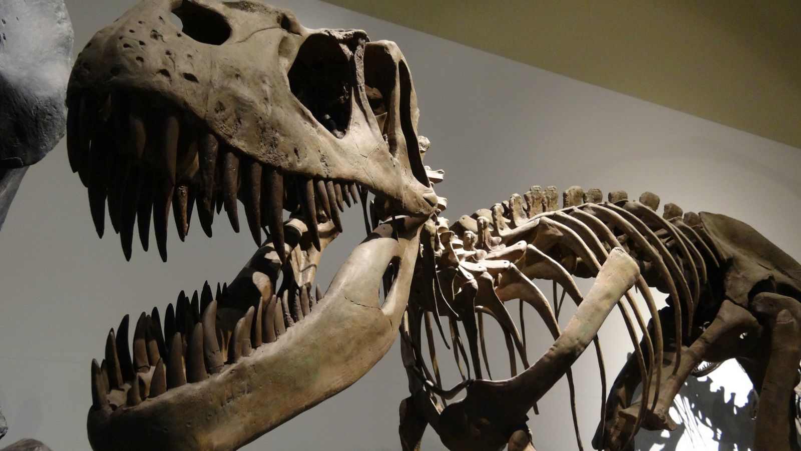 Hasta las tantas - Descubre los tesoros del Museo Nacional de Ciencias Naturales - Escuchar ahora