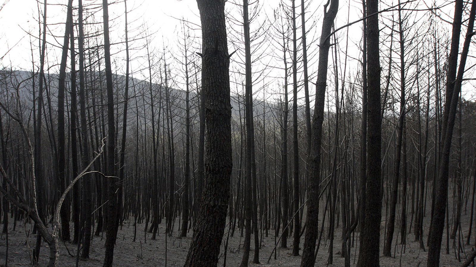 "Ligera mejoría" en las labores de extinción en Sierra de Gata
