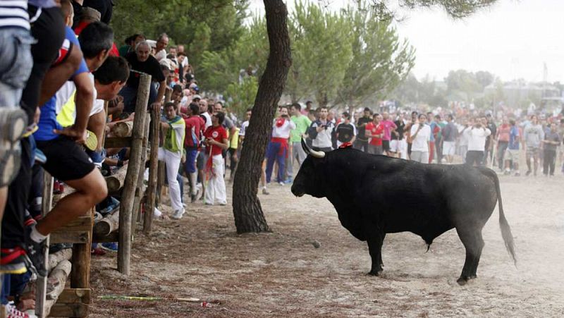 Radio 5 Actualidad - Tordesillas celebra el Toro de la Vega rodeado de polémica - Escuchar ahora