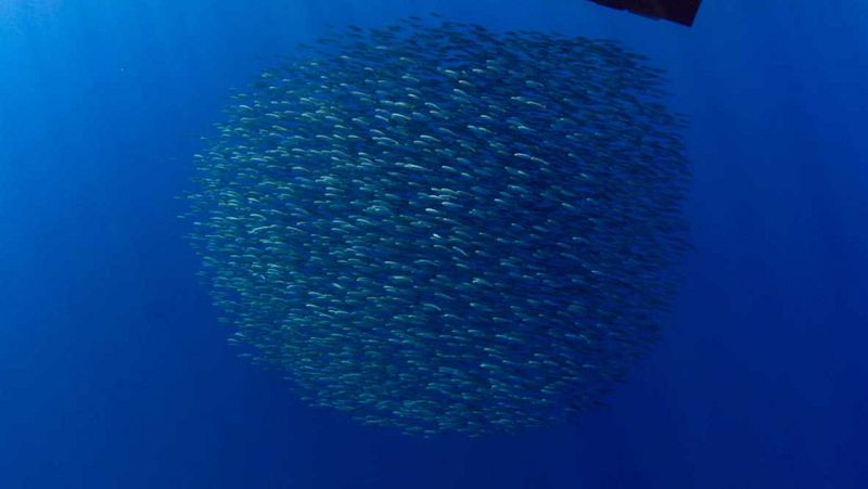 Radio 5 Actualidad - La vida en el mar se ha reducido a casi la mitad desde 1970- Escuchar ahora