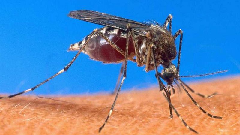 Entre paréntesis - Bajan los casos de malaria un 60% desde el año 2000 - Escuchar ahora