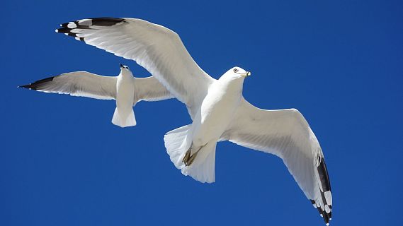 Españoles en la mar