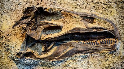 Lógica paleontológica - Extinción de los dinosaurios - 06/11/15 - Escuchar ahora