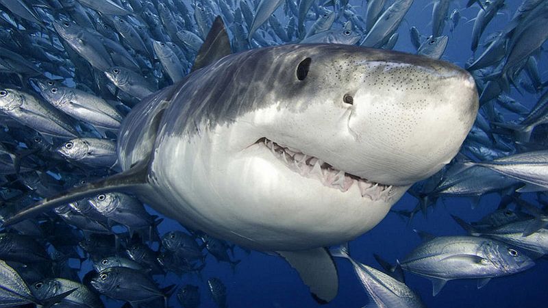 Mundo aparte - Fotografiar y nadar con tiburones - 12/11/15 - Escuchar ahora