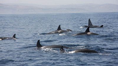 Españoles en la mar: Proteger las orcas del Estrecho | RTVE Play
