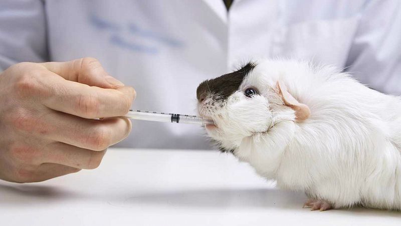 Entre paréntesis - Se reduce a la mitad el número de animales utilizados para experimentos científicos - Escuchar ahora