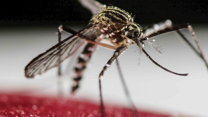 Entre paréntesis - Zika, una emergencia de salud pública internacional - Escuchar ahora