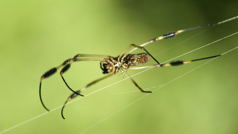  Esto me suena. Las tardes del Ciudadano García - Cita entre arañas en Valladolid - Escuchar ahora
