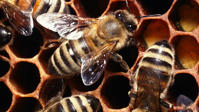 Entre paréntesis - Las abejas, el modelo a imitar en centros de gestión complejos - Escuchar ahora