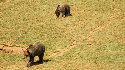 Reportajes emisoras - Ponferrada - Osos en Laciana - Escuchar ahora