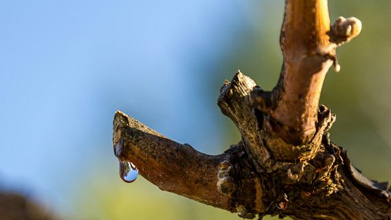 Vivanco, compartiendo cultura del vino