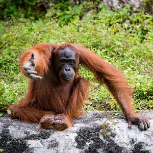 Reserva natural - Reserva natural - Comportamientos animales y premios de la SGE - 17/02/16 - escuchar ahora