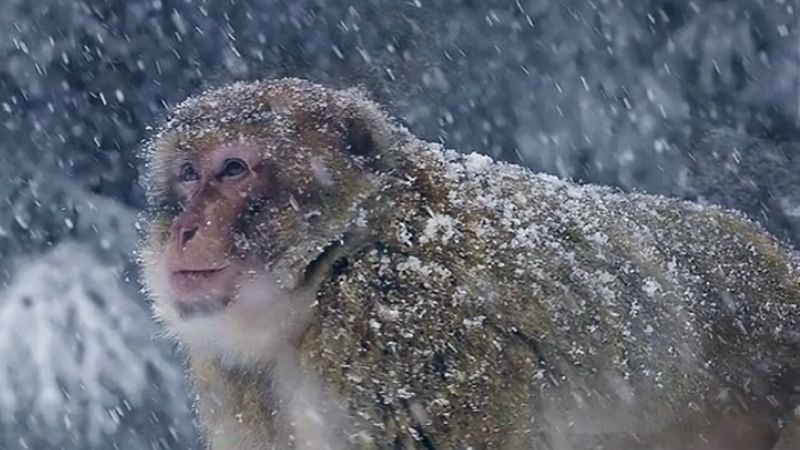 Las mañanas de RNE - Primer Congreso de la Asociación Internacional para la Conservación de la Naturaleza