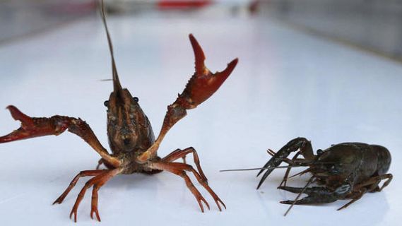 Españoles en la mar