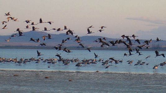 Red Natura 2000 en Radio 5 - Red Natura 2000 - Laguna de Gallocanta - 17/04/16 - Escuchar ahora