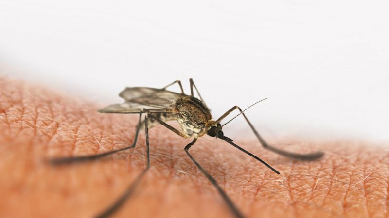 A su salud - Día Mundial del Paludismo - Escuchar ahora