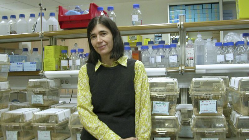 España vuelta y vuelta - María Blasco logra alargar la vida de unos ratones gracias a la telomerasa - Escuchar ahora