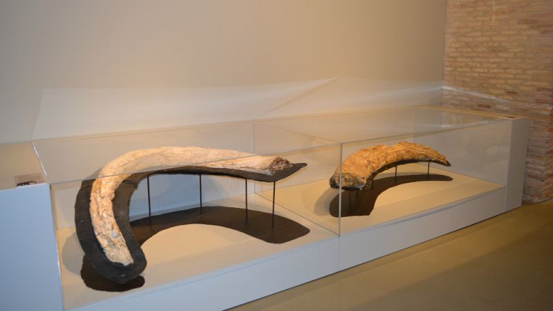 Entre paréntesis - El Museo de Ciencias Naturales de la Universidad de Zaragoza muestra la evolución del mundo en los últimos 13 millones de años - Escuchar ahora