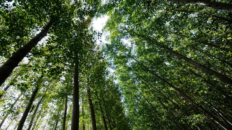 Esto me suena - SEO/BirdLife pide a los políticos una defensa decidida del medio ambiente - Escuchar ahora