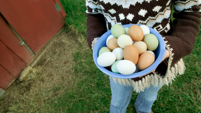 Influye la dieta de los animales en la calidad de la comida