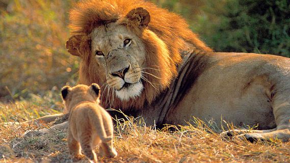 Animales y medio ambiente