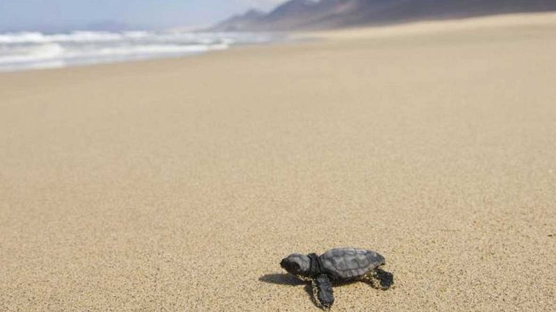 Esto me suena. Las tardes del Ciudadano García - La playa de Sueca se prepara para el nacimiento de 80 tortugas bobas - Escuchar ahora